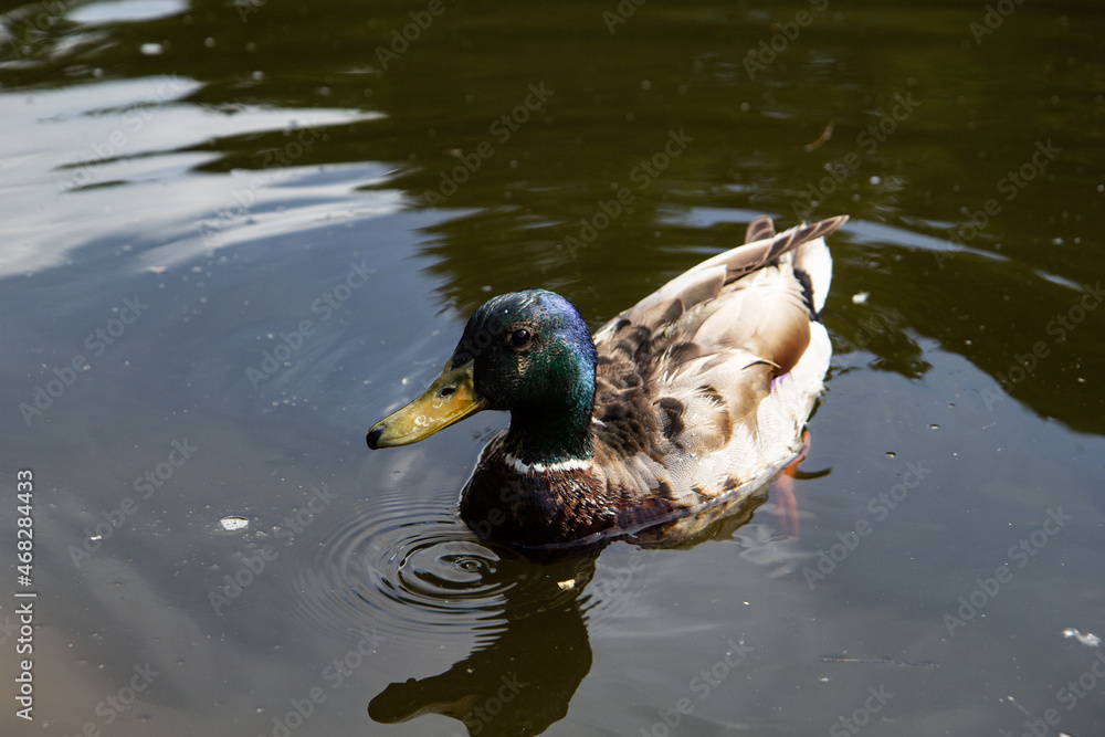 Obraz premium A male mallard duck swimming on the lake. Close up view waterfowl on the dirty water