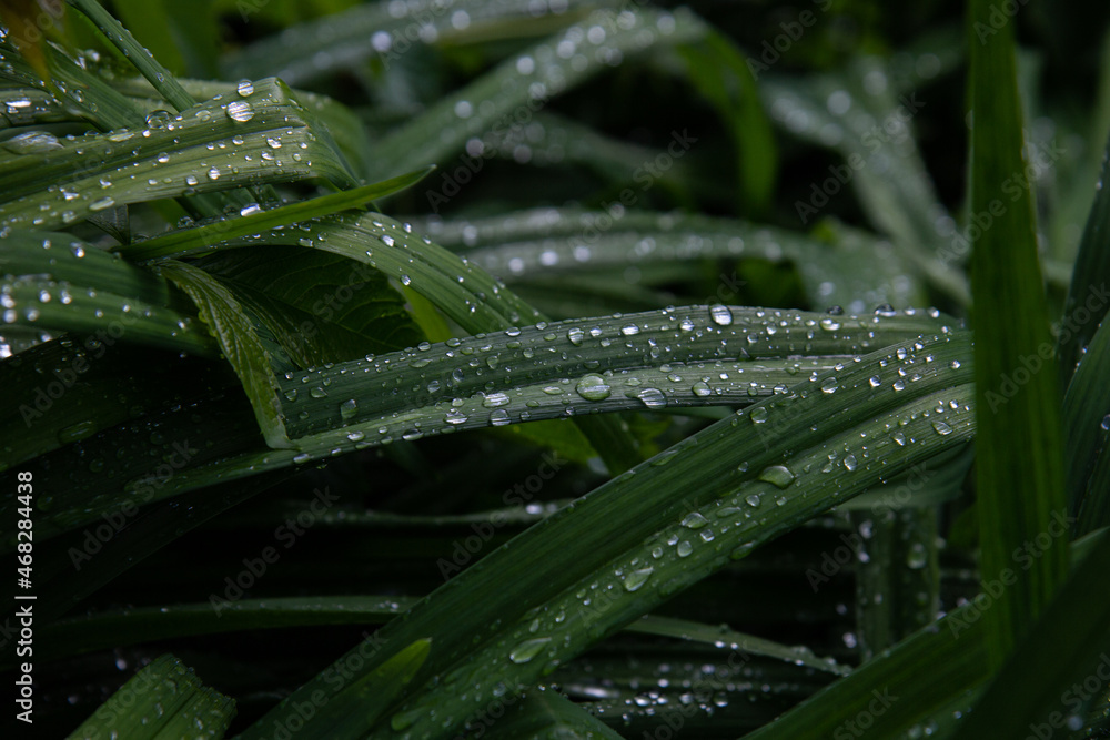Dark green natural background with wet grass with water drops after rain. Fresh plants background Dark green natural background with wet grass with water drops after rain. Fresh plants background