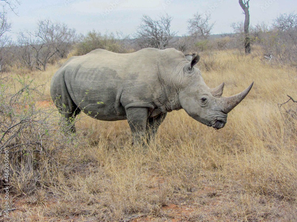 Old male rhinoceros in Kruger area of South Africa Old male rhinoceros in Kruger area of South Africa