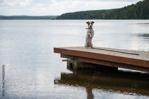 Sad dog jack russell terrier sits alone on the pier by the lake.