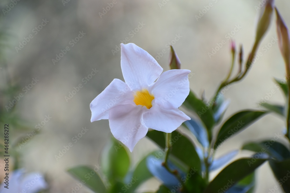 Flor blanca y amarilla en el campo Flor blanca y amarilla en el campo