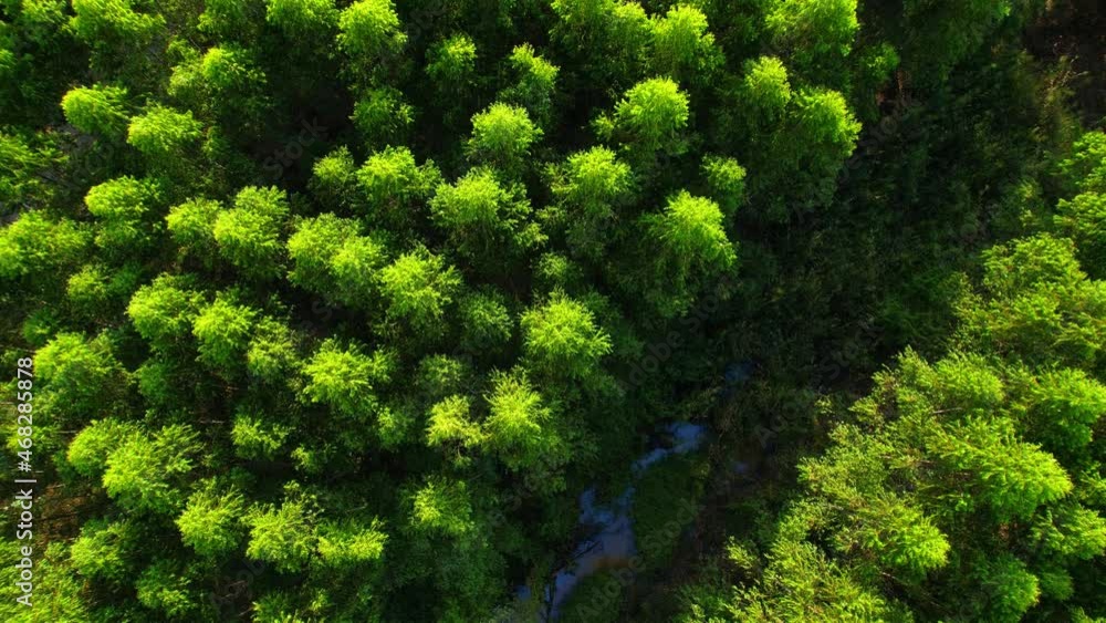 4K aerial top view from a drone, eucalyptus Green Forest, eucalyptus garden in Thailand.
4K aerial top view from a drone, eucalyptus Green Forest, eucalyptus garden in Thailand.