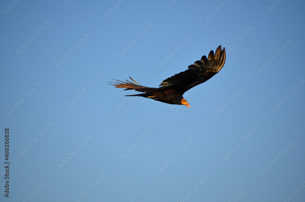 Fototapeta premium Flying turkey vulture in the sky