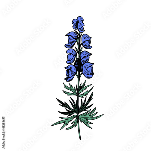 Poisonous plant Aconitum isolated on white background. Hand drawn vector illustration in engraving style.