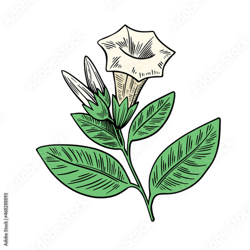 Poisonous plant Datura isolated on white background. Hand drawn colorful vector illustration in engraving style.