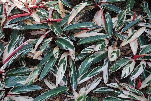 The spread of the white and green leaves of Stromanthe Sanguinea Triostar, a tropical plant photo