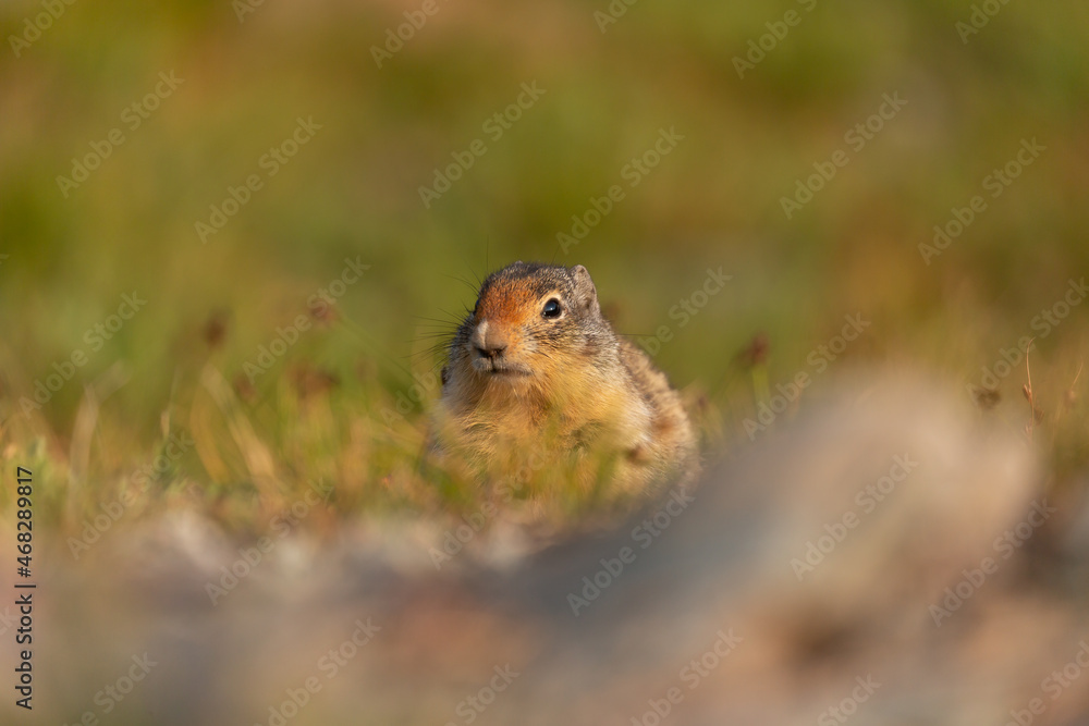 A Columbian Ground Squirrel sits in an alpine meadow eating summer grasses and seeds. A Columbian Ground Squirrel sits in an alpine meadow eating summer grasses and seeds.