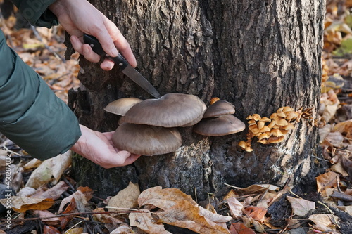 Close-up of women's hands, cutting a bunch of oyster mushrooms on a tree trunk in nature. Picking mushrooms in the forest in autumn, oyster mushrooms grow on a tree. Pleurotus ostreatus photo