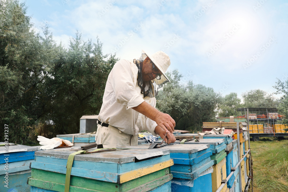 Beekeeper in uniform opening hive at apiary. Harvesting honey Beekeeper in uniform opening hive at apiary. Harvesting honey