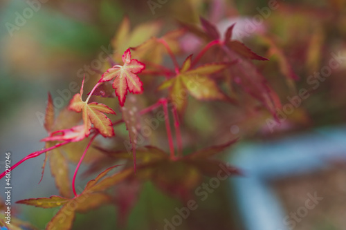 close-up of red Japanese maple plant outdoor with raindrops on its leaves