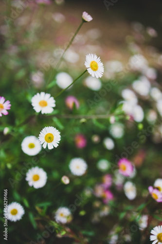 native Australian brachyscome Multifida Cut-Leafed Daisy plant with white and pink flowers outdoor with raindrops
