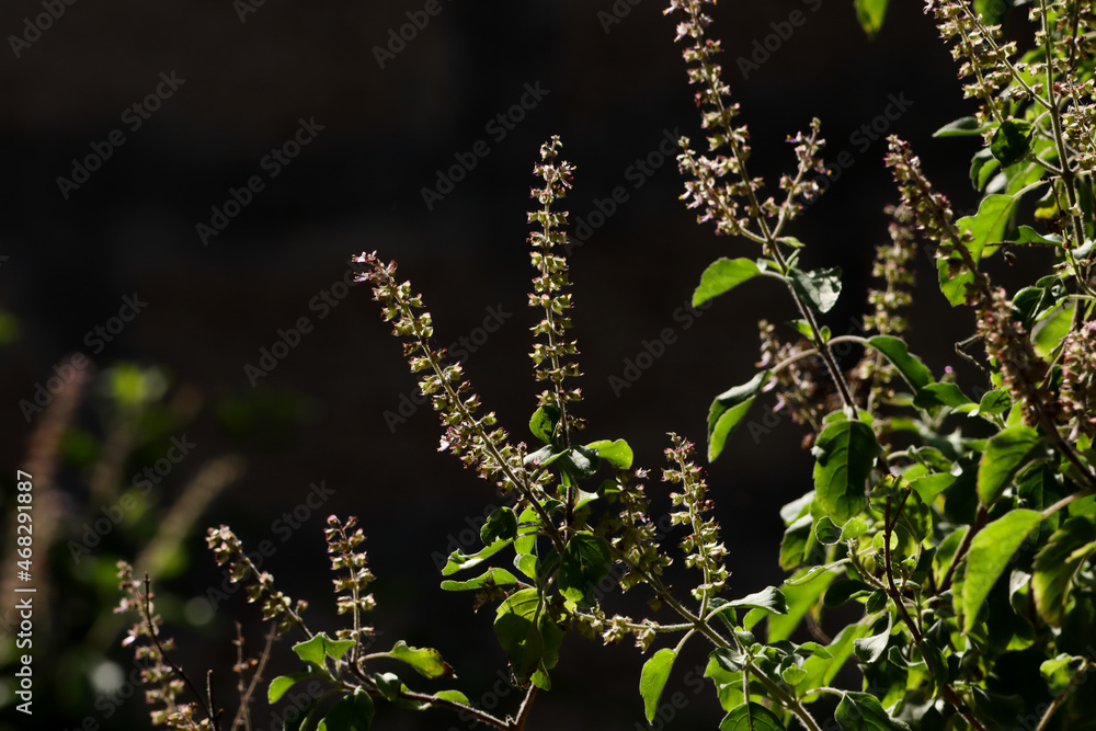 Holy basil. Ocimum tenuiflorum, commonly known as holy basil or tulsi