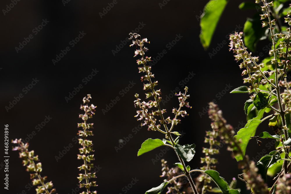 Ocimum tenuiflorum, commonly known as holy basil or tulsi, is an