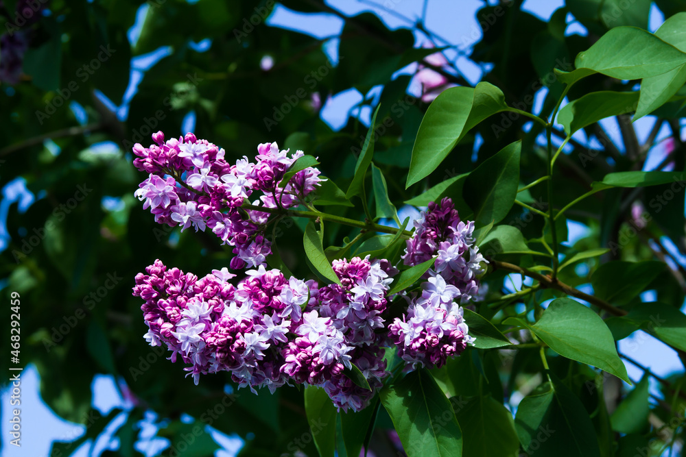 Lilac blooms. Beautiful bunch of lilacs close up. Lilac bloom. Lilac Bush Bloom. Lilac flowers in the garden. Lilac blooms. Beautiful bunch of lilacs close up. Lilac bloom. Lilac Bush Bloom. Lilac flowers in the garden.