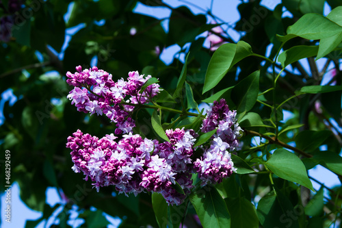 Lilac blooms. Beautiful bunch of lilacs close up. Lilac bloom. Lilac Bush Bloom. Lilac flowers in the garden.