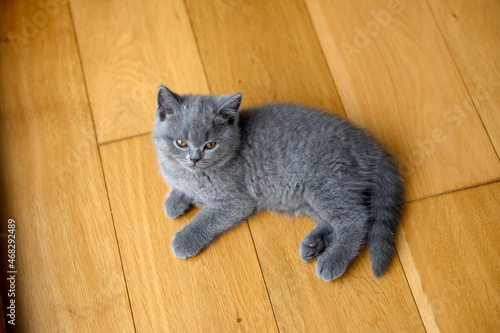 Kitten lying on wooden floor in room, full body view from above, purebred blue British Shorthair cat. cute and beautiful lying on the floor and looking up