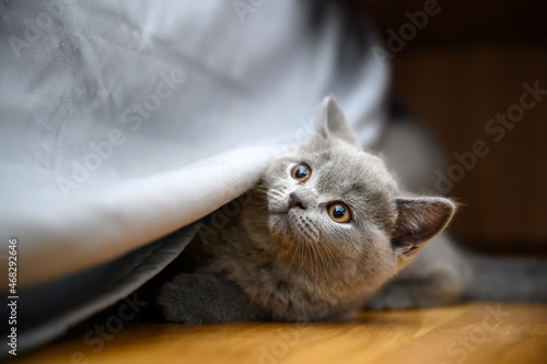 Obraz na plátně Kitten playing hide and seek, cat hiding under beds covered by bedspreads, playing naughty on the wooden floor in the room, beautiful purebred British Shorthair Blue color
