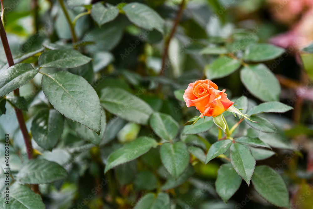 Close up of one delicate vivid orange roses in full bloom in a summer garden with blurred green leaves in the background Close up of one delicate vivid orange roses in full bloom in a summer garden with blurred green leaves in the background