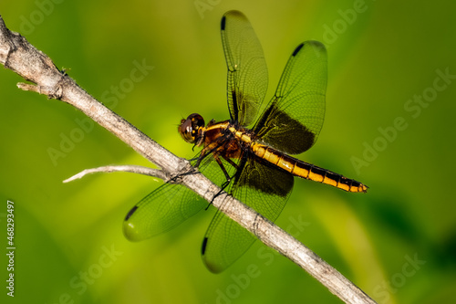 Widow Skimmer Dragonfly (Libellula luctuosa) female, perched on a stick in the bright summer sun.