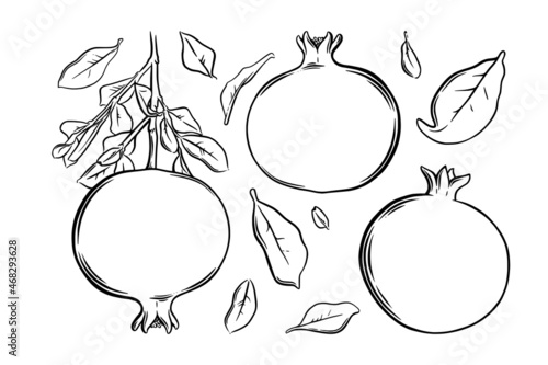 Pomegranate fruit, seeds and plant. Colored exotic pomegranate fruit. Vector illustration isolated in white background