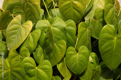 Leaves of Amrutha Balli photo