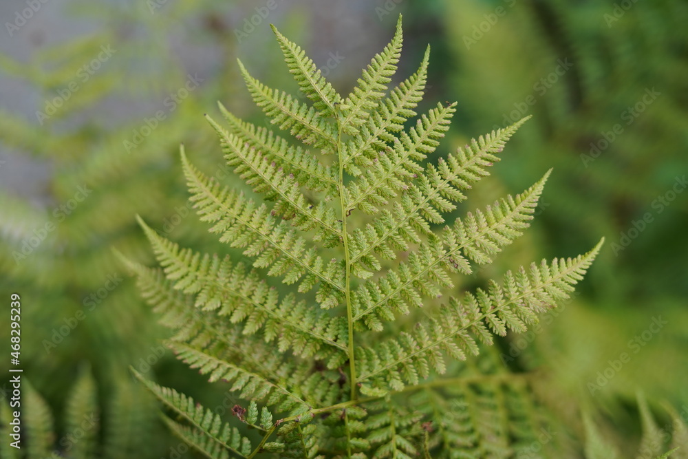Bracken fern leaf arrangement Bracken fern leaf arrangement