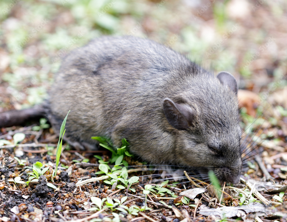 Norway Rat (AKA Brown, Common, Street, or Sewer Rat) in a Residential House Backyard in San Francisco Bay Area, California, USA. Norway Rat (AKA Brown, Common, Street, or Sewer Rat) in a Residential House Backyard in San Francisco Bay Area, California, USA.