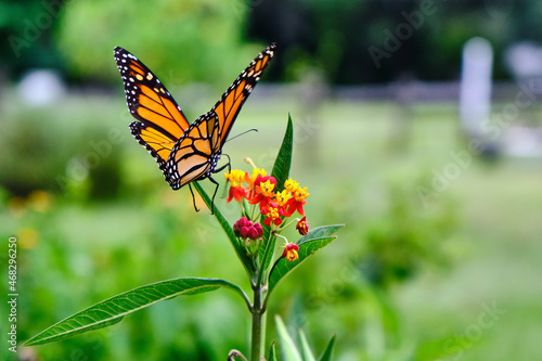 Monarch butterfly feeding on milkweed flowers