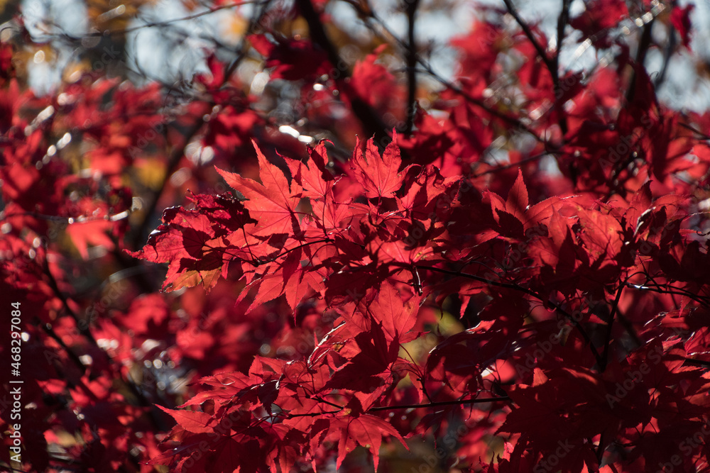 Red maples on Halloween in Fairhaven District Red maples on Halloween in Fairhaven District