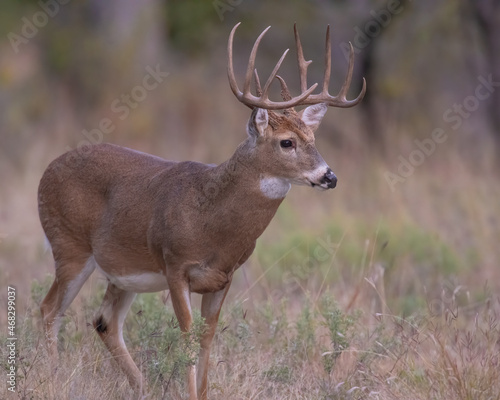 Fototapeta Naklejka Na Ścianę i Meble -  White-tailed Deer Buck