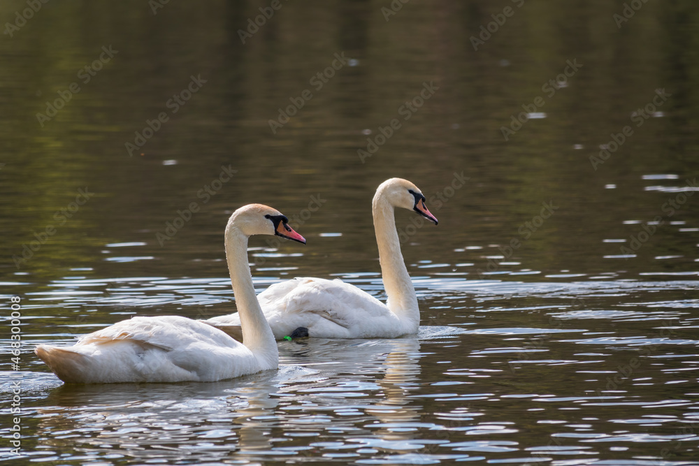 Two graceful white swans swim in the dark water. Two graceful white swans swim in the dark water.