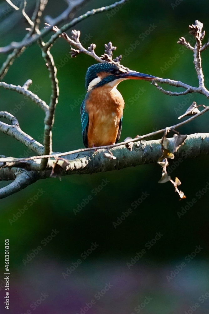 kingfisher on the branch kingfisher on the branch