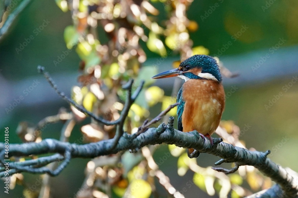 kingfisher on the branch kingfisher on the branch