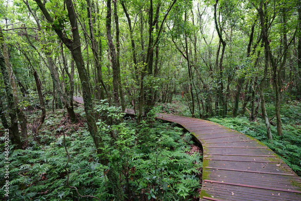 a wonderful boardwalk in the summer forest a wonderful boardwalk in the summer forest