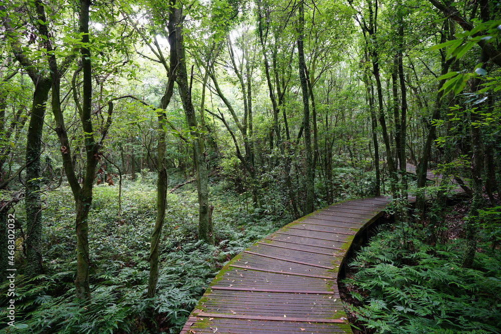 Obraz premium a wonderful boardwalk in the summer forest