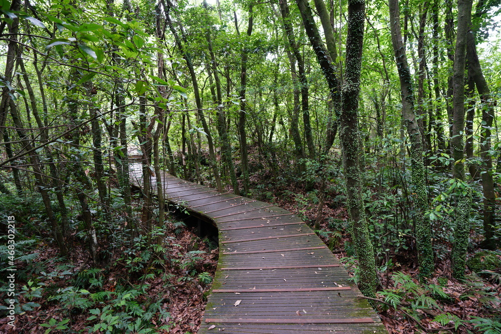 a wonderful boardwalk in the summer forest a wonderful boardwalk in the summer forest