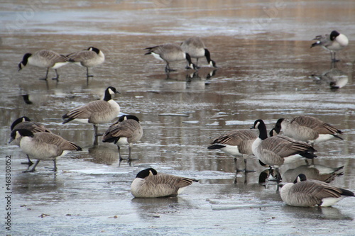 Flock On Ice