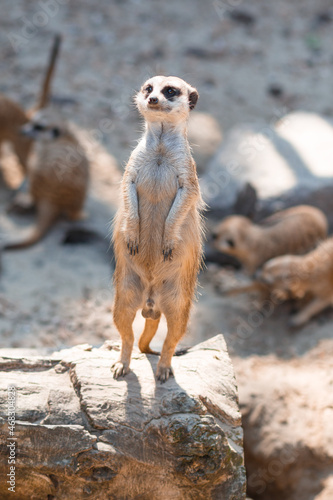 Meerkat, Suricata suricat, captive animal, diffuse background. Meerkats life. Mongoose. Suricat in Zoo. Cute animal.