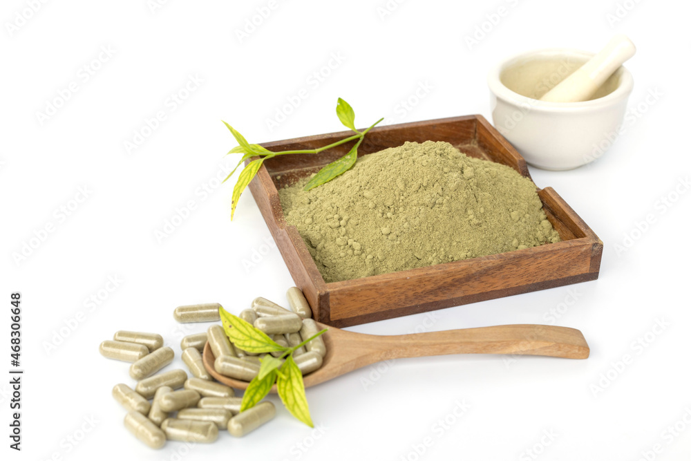 Andrographis Paniculata exstract powder. Andrographis Paniculata exstract powder.