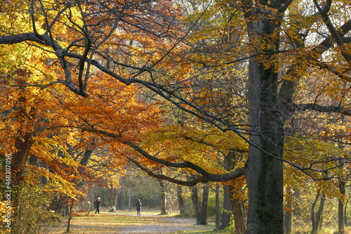 Season change, autumn,  autumnal colors, autumn trees, park, english garden, Munich. 