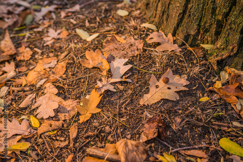 autumn leaves on the ground autumn leaves on the ground
