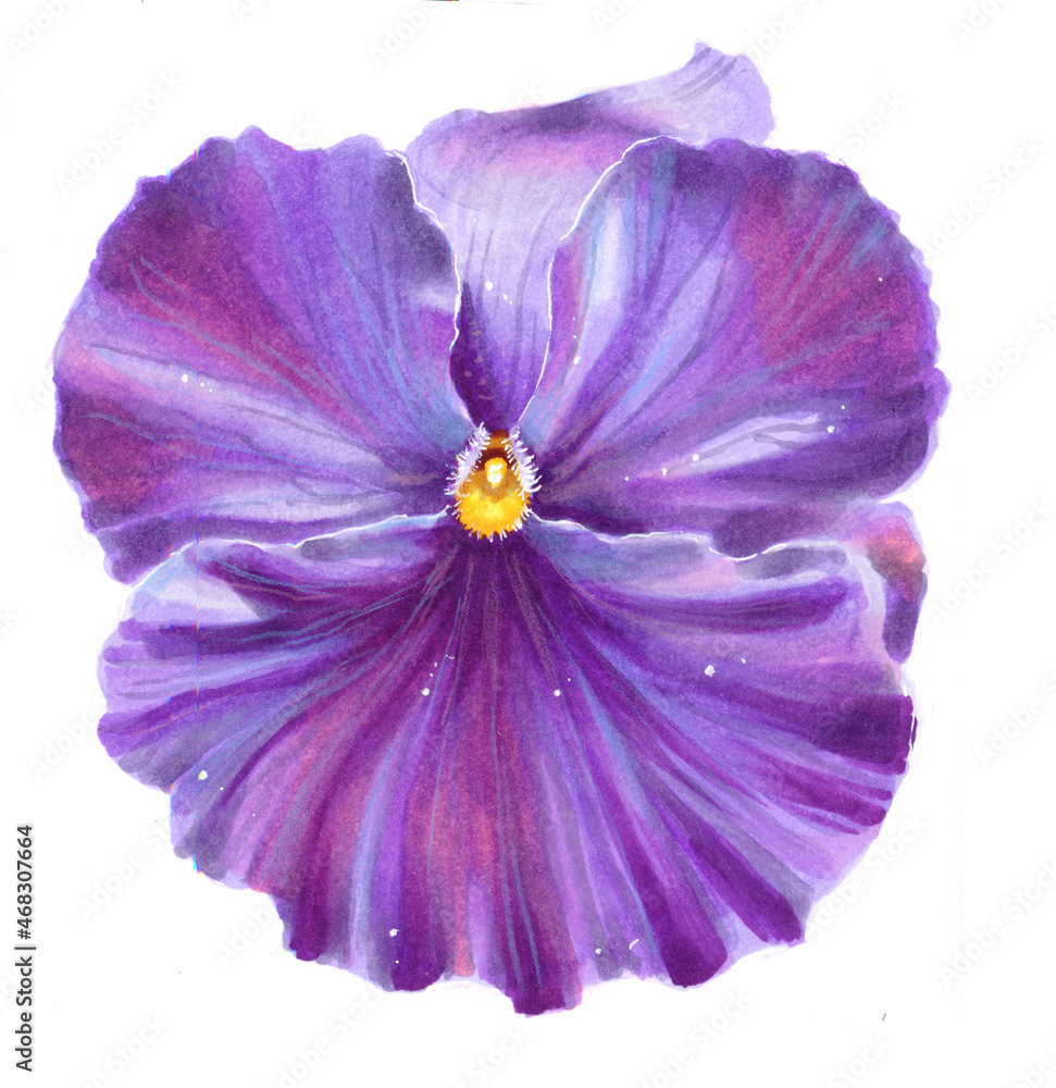 purple flower isolated on white background purple flower isolated on white background