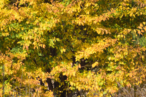 Autumnal golden american elm leaves closeup view with selective focus on foreground