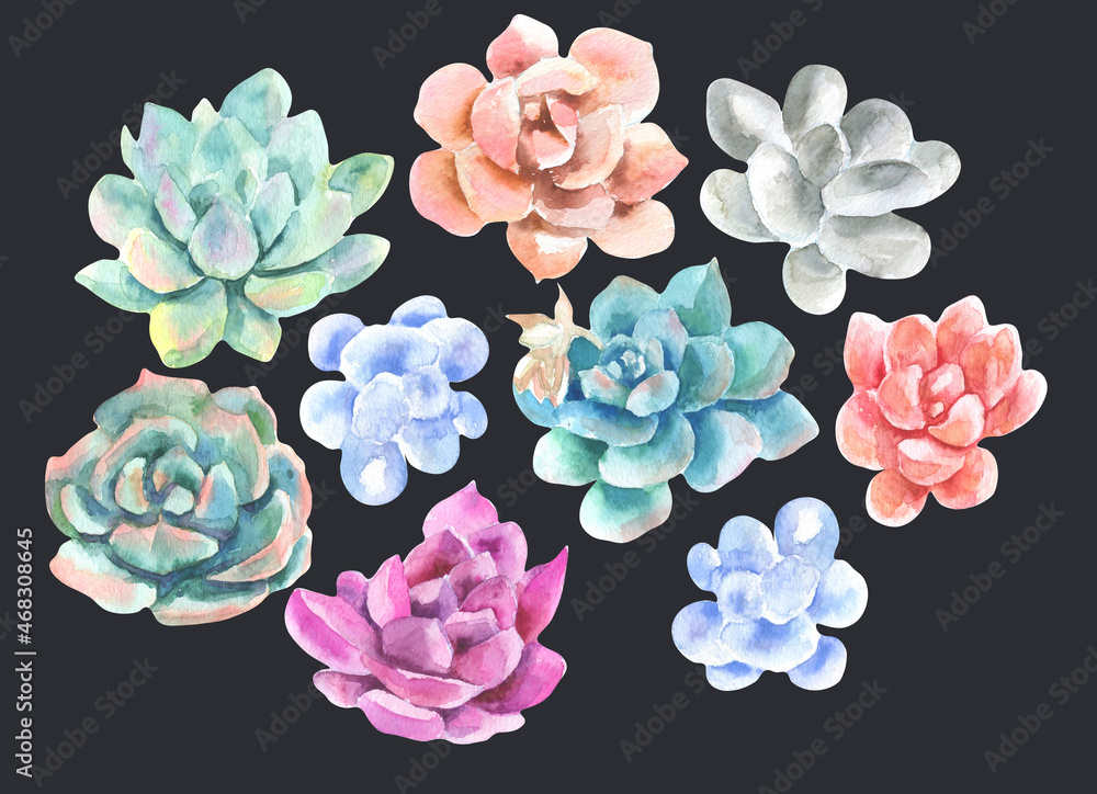 custom made wallpaper toronto digitalsukkulent flower set