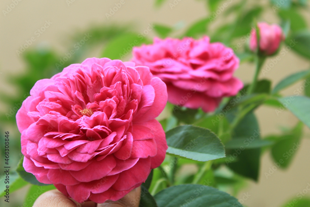Dark Pink Rose, Satur, Tamil Nadu, India