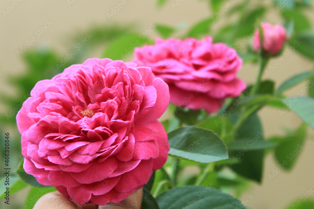 Dark Pink Rose, Satur, Tamil Nadu, India Dark Pink Rose, Satur, Tamil Nadu, India