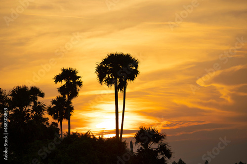 Bilde på lerret Scenic sunset with palm tress , Tiruvallur , Chennai, Tamilnadu, India