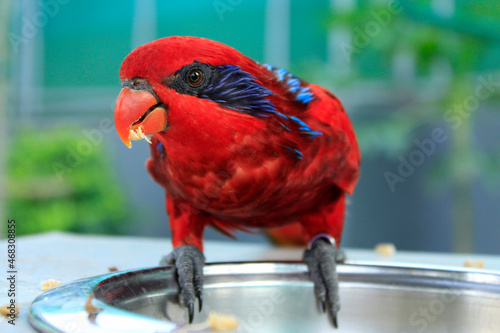 Red Macaw parrot at Ramoji film city, Hyderabad, Telangana, India photo