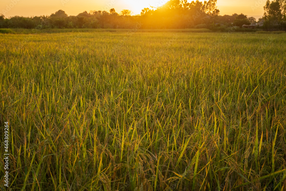 Rice field in sunset time