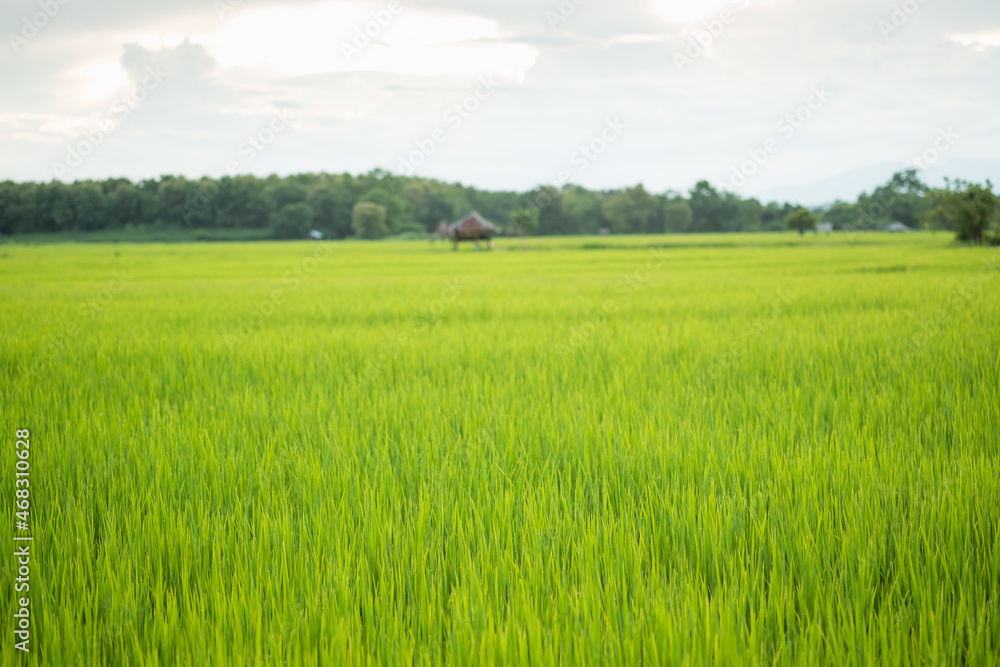 Rice is growth in the rice paddies.The seedlings of rice are light green.Farm of rice in country side. Rice is growth in the rice paddies.The seedlings of rice are light green.Farm of rice in country side.